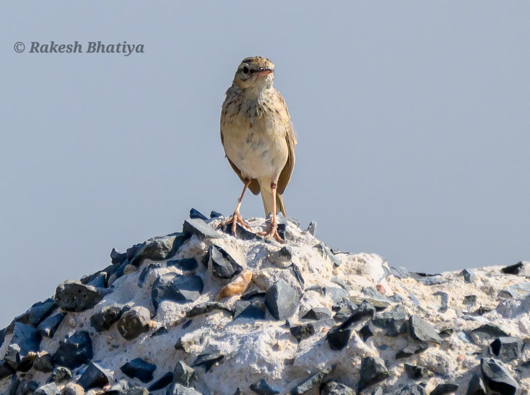 Tawny Pipit